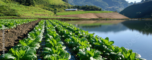 Lush green vegetable fields near tranquil water body, showcasing sustainable farming practices photo