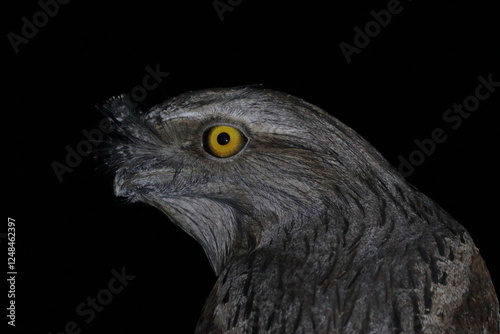 Tableau sur toile tawny frogmouth