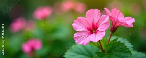 Delicate pink geranium flowers with green leaves in a garden, nature, gardenia