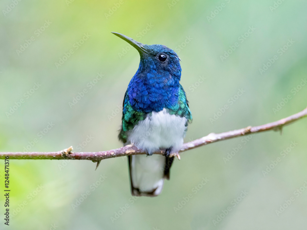 Fototapeta premium White-necked jacobin (florisuga mellivora)