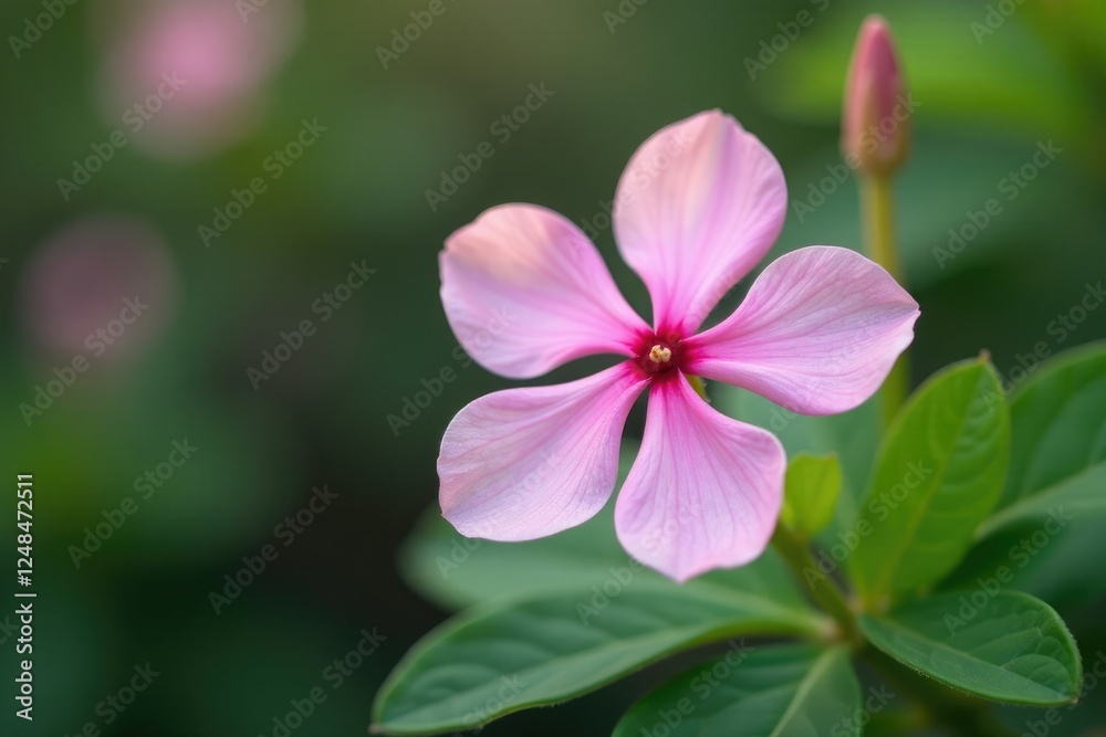 Delicate flower with five petals in pastel shades, foliage, Delicate flower with five petals in pastel shades, foliage,