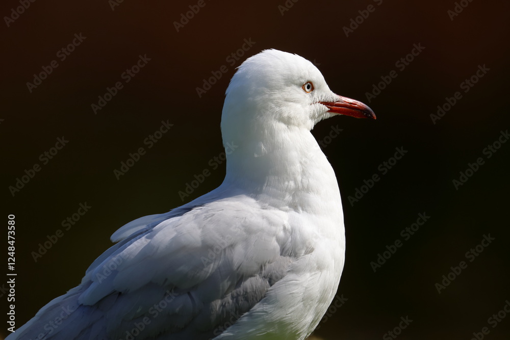 Fototapeta premium silver gull