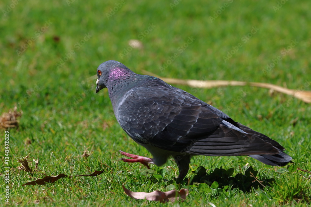 Obraz premium pigeon
