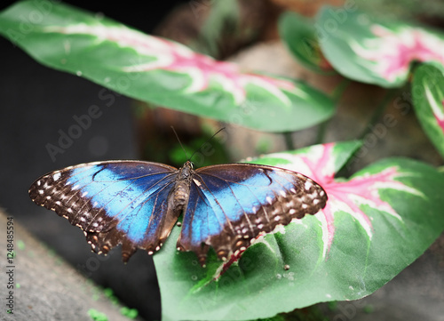 close-up shots of colorful butterflies in the butterfly house