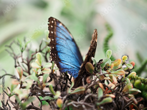 close-up shots of colorful butterflies in the butterfly house