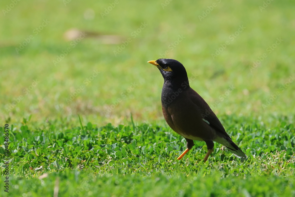myna myna