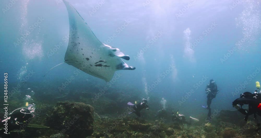 Manta ray flying in the sea in Komodo island