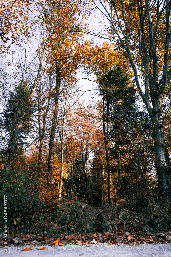 autumn in the forest autumn in the forest