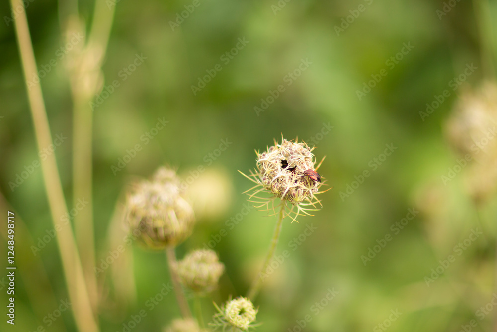 Makrofotografie einer Pflanze mit kugelförmigen Blütenständen und einem kleinen Insekt im natürlichen Lebensraum, vor unscharfem Hintergrund mit grünen und beigen Farbtönen Makrofotografie einer Pflanze mit kugelförmigen Blütenständen und einem kleinen Insekt im natürlichen Lebensraum, vor unscharfem Hintergrund mit grünen und beigen Farbtönen