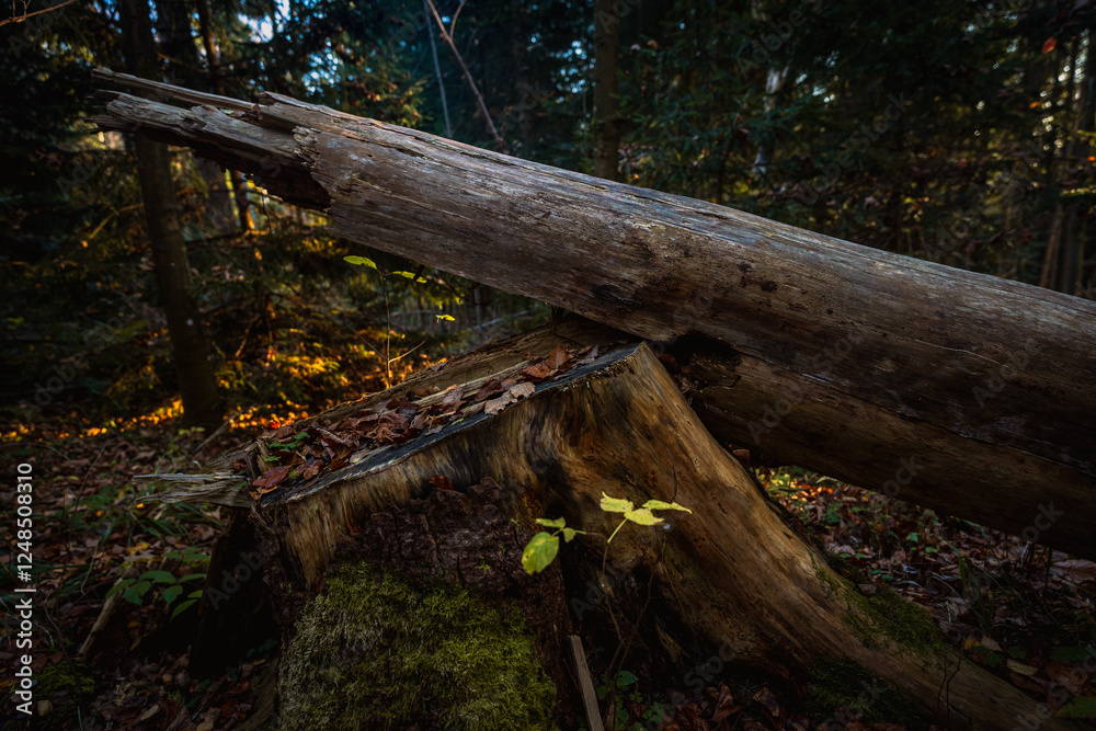 tree stump in forest