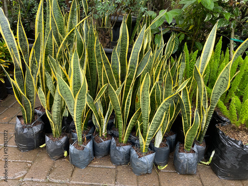 Deretan pohon sansevieria dalam polybag siap ditanam. Sansevieria trifasciata (Dracaena trifasciata) juga dikenal sebagai sansevieria atau lidah mertua. Tanaman penetral udara