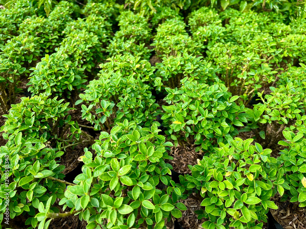 Rows of small plants in pots. Top view Small seedlings in black pots Rows of small plants in pots. Top view Small seedlings in black pots
