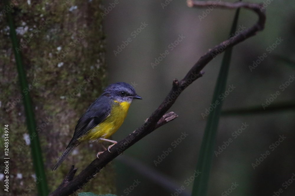 eastern yellow robin eastern yellow robin