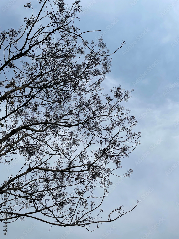 Silhouette of tree trunk and branches seen from below against a blue sky background Silhouette of tree trunk and branches seen from below against a blue sky background