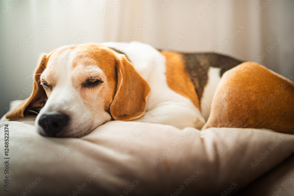 A adult beagle dog napping in sunny room on sofa A adult beagle dog napping in sunny room on sofa