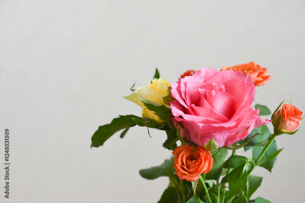 Fototapeta premium カラフルな薔薇