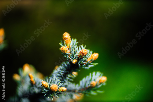 close up of pine needles