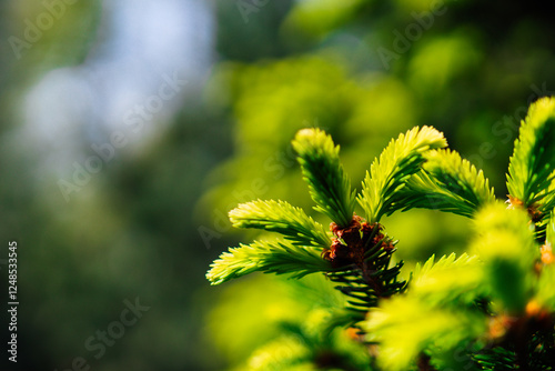close up of a pine needles