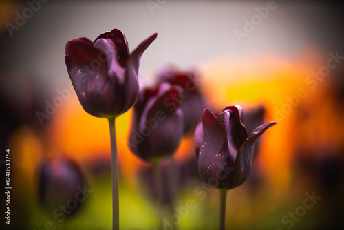 tulip on black background