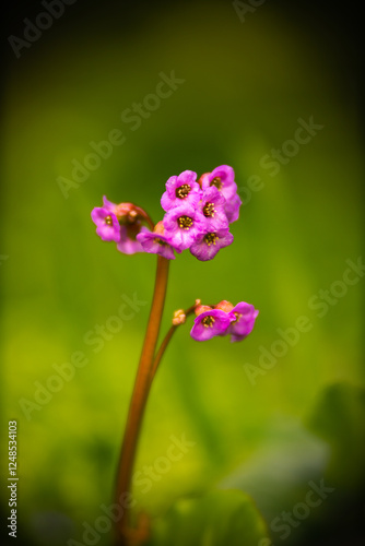 Bergenia cordifolia in spring
