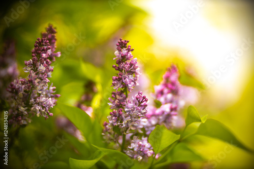 Blooming lilac in spring