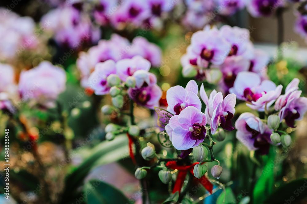 Jan 26 2025 Orchidaceae Elegant Bloom Exotic Tropical Floral Beauty Jan 26 2025 Orchidaceae Elegant Bloom Exotic Tropical Floral Beauty