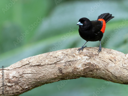 Scarlet-rumped tanager (Ramphocelus passerinii) 