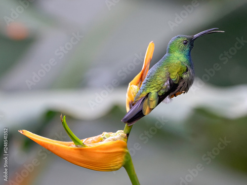 Green-breasted mango (Anthracothorax prevostiid) photo