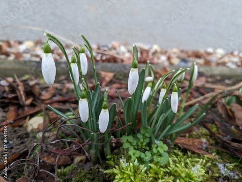 Spring flowers snowdrops