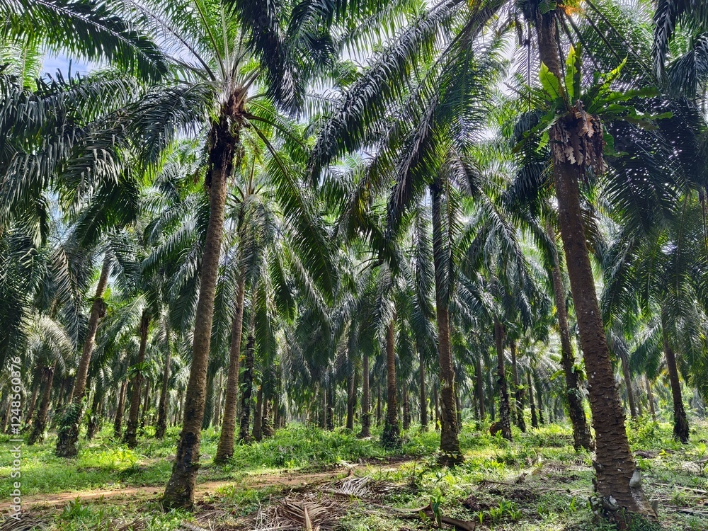 old oil palm plantation in Kalimantan old oil palm plantation in Kalimantan