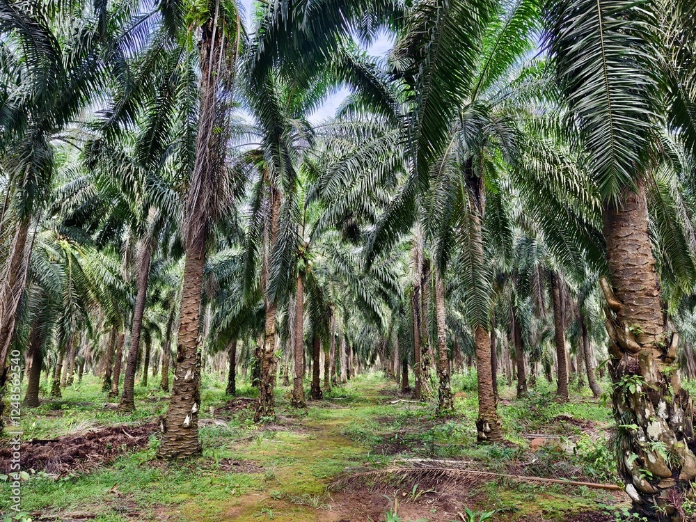 old oil palm plantation in Kalimantan old oil palm plantation in Kalimantan
