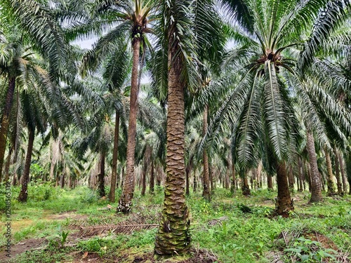 old oil palm plantation in Kalimantan photo