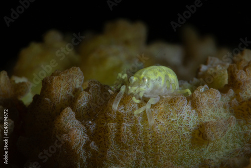 Pale Scorpion Shrimp (Metapontonia fungiacola). Photo was taken in the island Romblon, Philippines photo