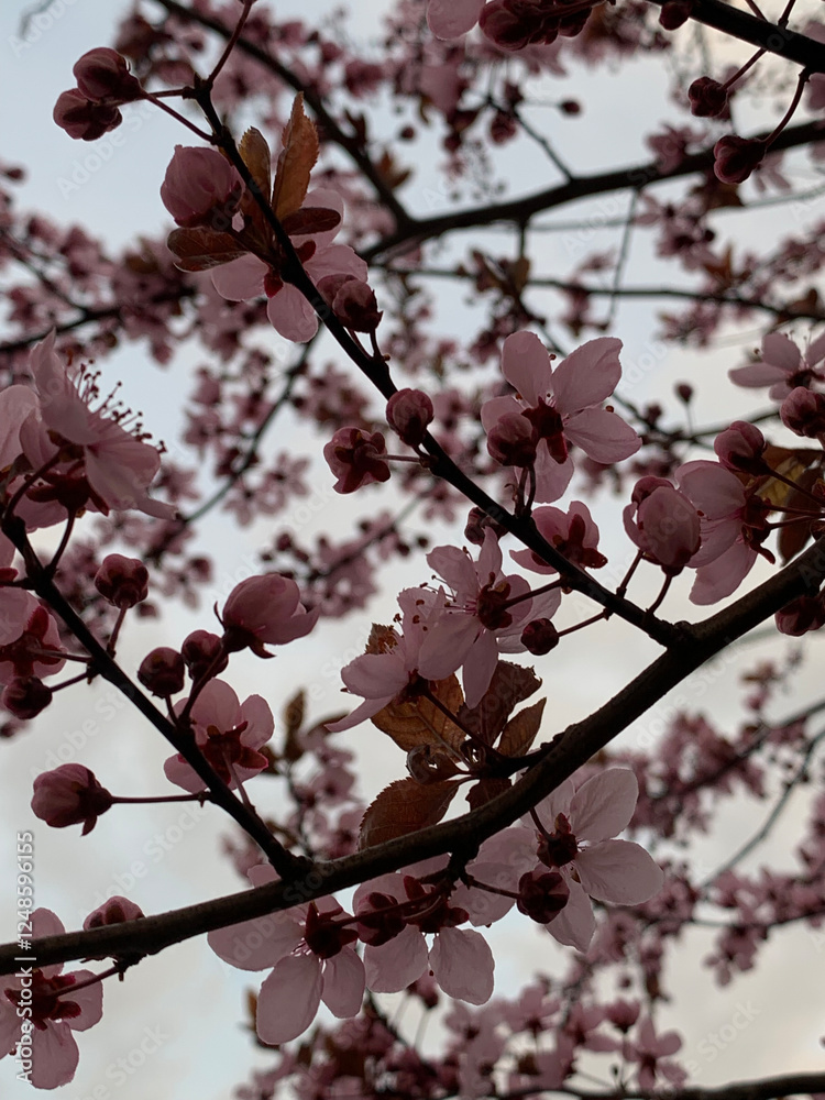 pink cherry blossom sakura blooming background abstract pink cherry blossom sakura blooming background abstract