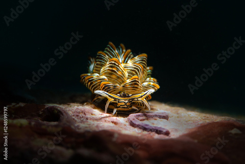 Nudibranch Cyerce nigra. Underwater macro photography from Romblon, Philippines