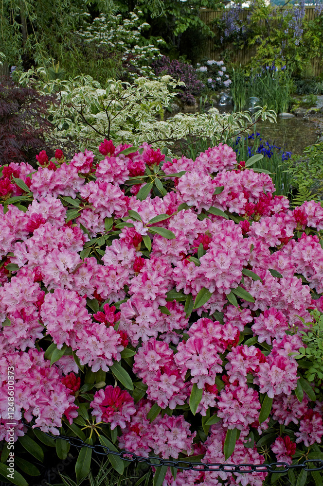 Colourful water garden with Japanese Azaleas Colourful water garden with Japanese Azaleas