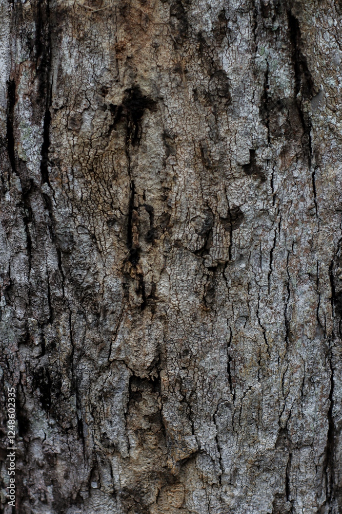Fototapeta premium vertical photo of natural brown old wood surface texture
