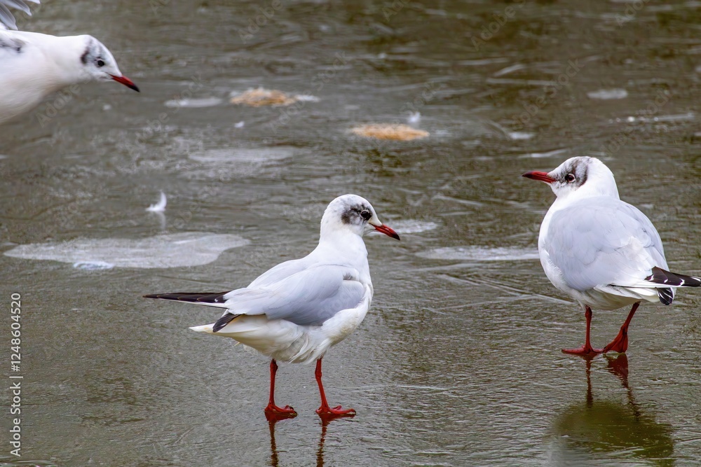 Mouette rieuse debout sur l'eau gelé d'un lac Mouette rieuse debout sur l'eau gelé d'un lac