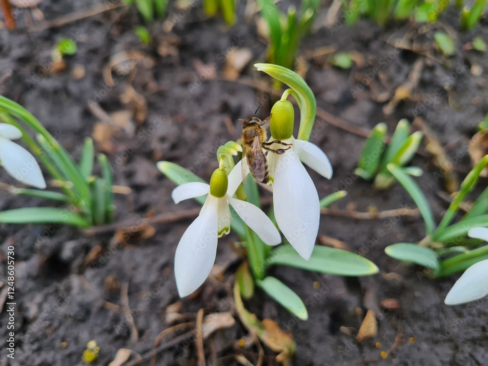 Graceful Snowdrops Blooming in Early Spring
Graceful Snowdrops Blooming in Early Spring