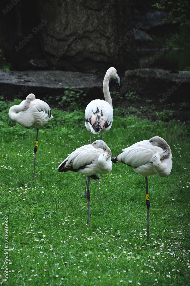 Pink flamingos resting on green grass
