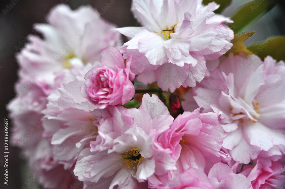 Fototapeta premium Pink flowers blooming on a tree in spring urban space