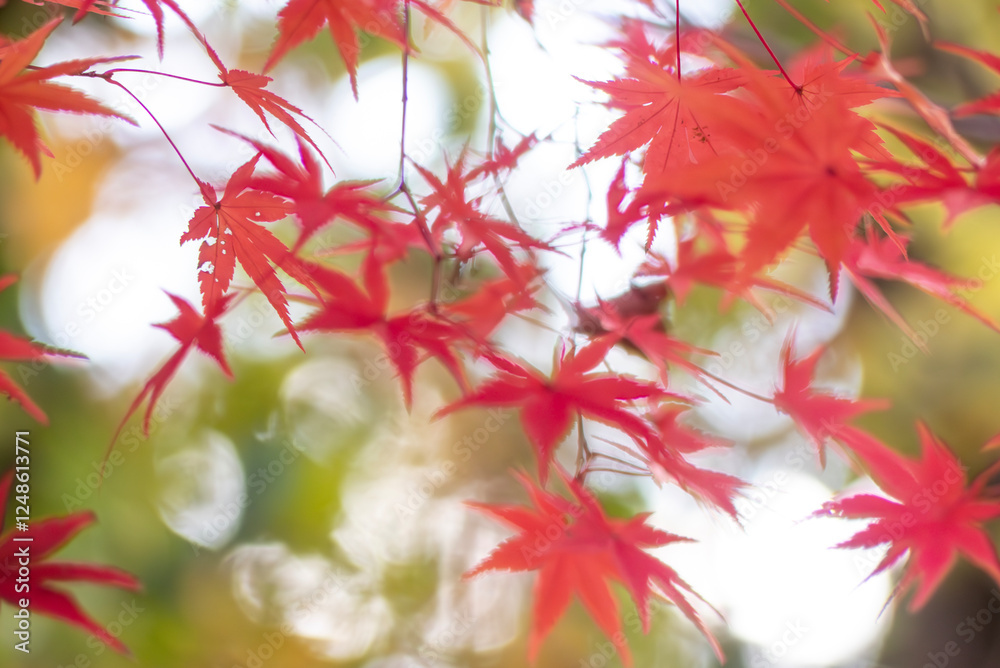 初冬の美しい紅葉の風景　滋賀県大津市びわこ文化公園