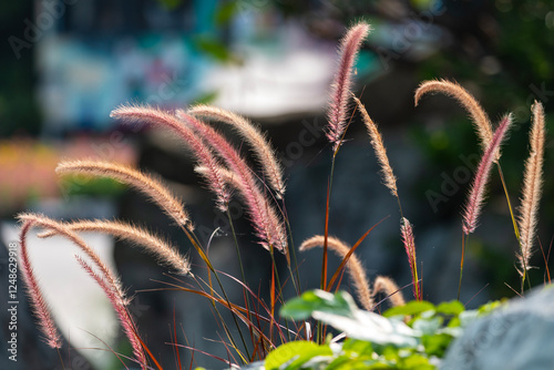 Fototapeta Naklejka Na Ścianę i Meble -  foxtail grass in the wind