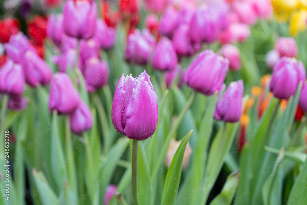 Tulips in the garden. Purple tulips. Floral background. High quality photo Tulips in the garden. Purple tulips. Floral background. High quality photo