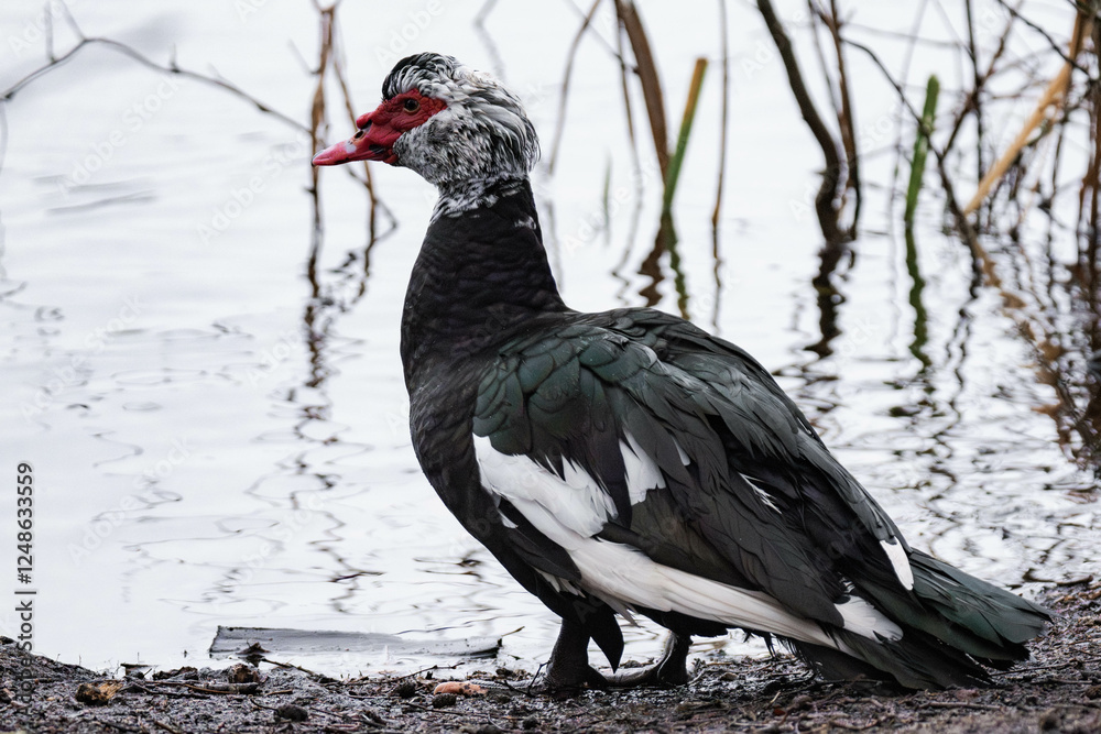 Muscovy duck (Cairina moschata) standing at a lake on a winter day Muscovy duck (Cairina moschata) standing at a lake on a winter day
