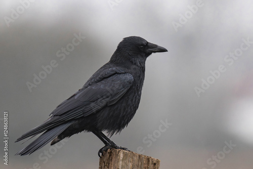 Carrion crow (Corvus corone)  photo