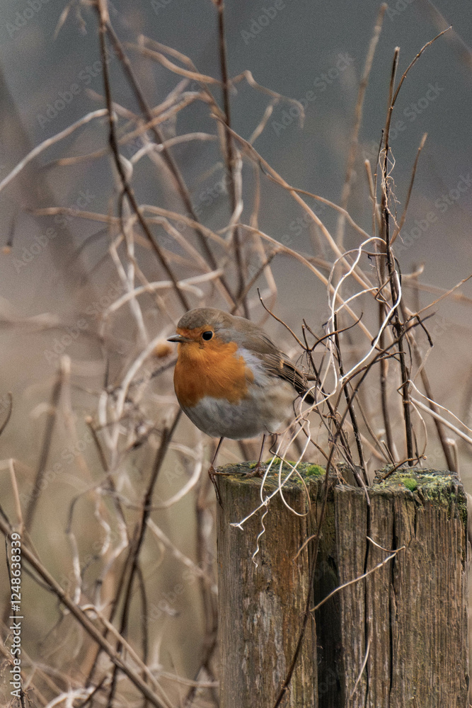 European robin (Erithacus rubecula) on a tree stump. European robin (Erithacus rubecula) on a tree stump.