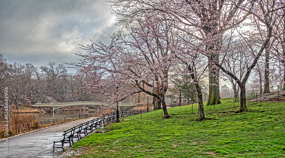 Central Park in spring at the bow bridge Central Park in spring at the bow bridge