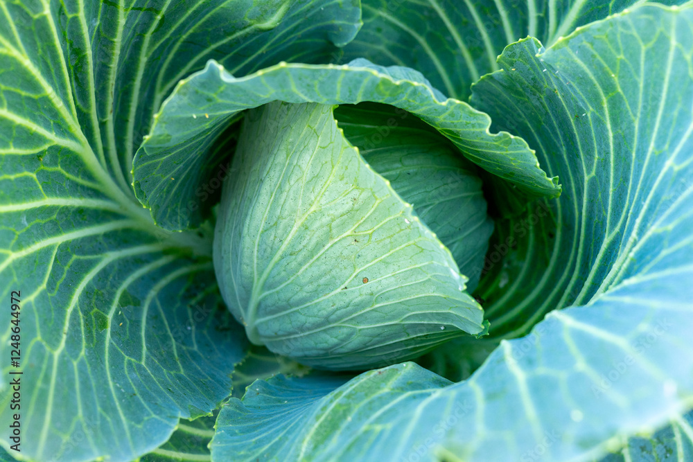 Obraz premium Fresh green cabbage nestled among vibrant leaves in a garden