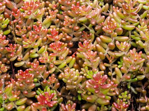 Foto Weisser Mauerpfeffer (Sedum album)